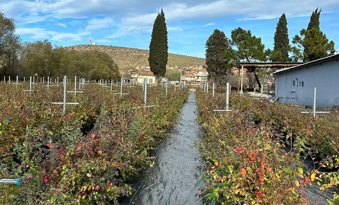 Lush Blueberry Farm